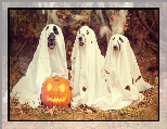 Trzy, Licie, Halloween, Psy, Dynia, Jesie